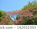 Dogwood trees in full bloom and a blue sky 142032303