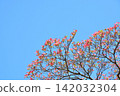 Dogwood trees in full bloom and a blue sky 142032304