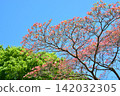 Dogwood trees in full bloom and a blue sky 142032305