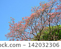 Dogwood trees in full bloom and a blue sky 142032306