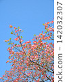 Dogwood trees in full bloom and a blue sky 142032307
