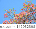 Dogwood trees in full bloom and a blue sky 142032308