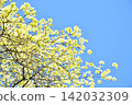 Dogwood trees in full bloom and a blue sky 142032309