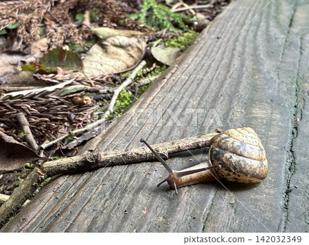 A snail crawling on a wooden boardwalk and the ground covered with fallen leaves (Mikamo Mountain Park, Tochigi City, Tochigi Prefecture) A snail crawling on a wooden boardwalk and the ground covered with fallen leaves (Mikamo Mountain Park, Tochigi City, Tochigi Prefecture) 142032349