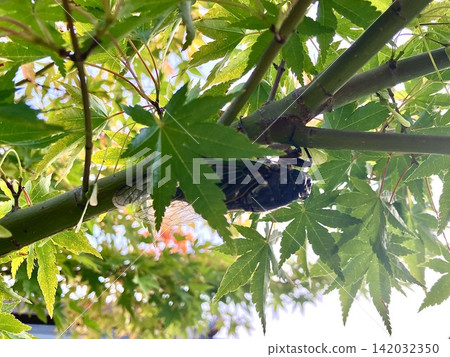 Green maple leaves and cicadas Green maple leaves and cicadas 142032350