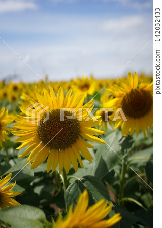 Midsummer sunflower Midsummer sunflower 142032433
