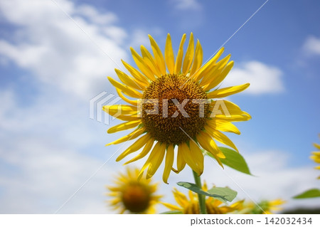 夏天天空和向日葵 夏天天空和向日葵 142032434