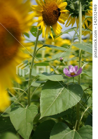 The end of summer and the arrival of autumn 142032469