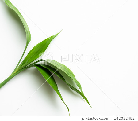 Spa background with green leaf on white floor wall, platform for presentation product cream lotion beauty aroma therapy, template mockup summer tropical natural luxury meditation. Spa background with green leaf on white floor wall, platform for presentation product cream lotion beauty aroma therapy, template mockup summer tropical natural luxury meditation. 142032492