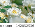 A rose garden in early summer, where white roses are in bloom. 142032536
