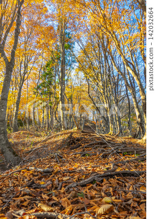 Hyonoyama Mountain, Bunmawashi Course: A golden beech forest arch stretches overhead, and the mountain path is visible. *The location of the photo is indicated in the comments section of the work. Hyonoyama Mountain, Bunmawashi Course: A golden beech forest arch stretches overhead, and the mountain path is visible. *The location of the photo is indicated in the comments section of the work. 142032664