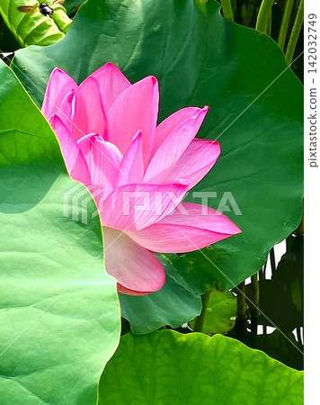 Lotus flower Lotus flower 142032749