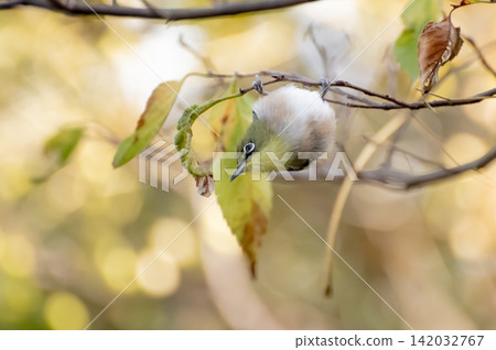 Japanese White-eye Japanese White-eye 142032767