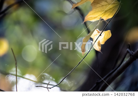 Soft winter light and a landscape of a mixed forest Soft winter light and a landscape of a mixed forest 142032768