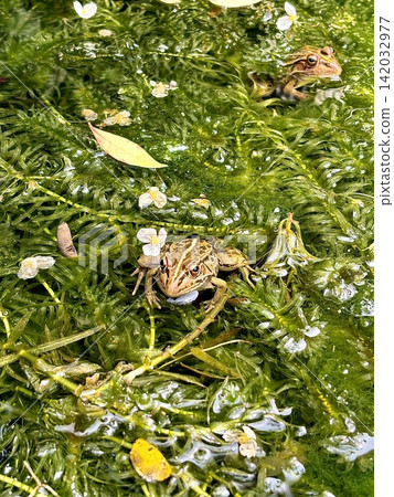 A Japanese pond frog peeking out from among the aquatic plants (natural landscape of a biotope pond) A Japanese pond frog peeking out from among the aquatic plants (natural landscape of a biotope pond) 142032977