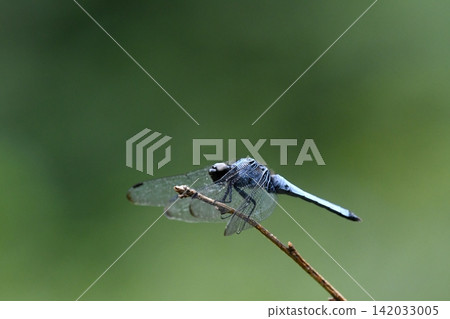 A common skimmer dragonfly perched on a tree branch. A common skimmer dragonfly perched on a tree branch. 142033005