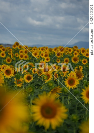 向日葵風景 1 向日葵風景 1 142033101