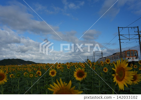 2026 Yamakaji Farm and Sunflowers 2 2026 Yamakaji Farm and Sunflowers 2 142033102