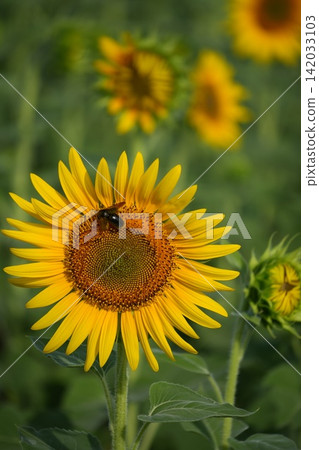 Sunflower scenery Sunflower scenery 142033103