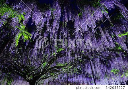 Wisteria Wisteria 142033227
