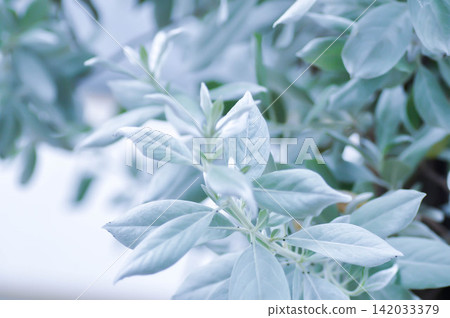 Silver Leaved Buttonwood or Conocarpus erectus var sericeus Fors ex DC or Combretaceae or silver leaf Silver Leaved Buttonwood or Conocarpus erectus var sericeus Fors ex DC or Combretaceae or silver leaf 142033379