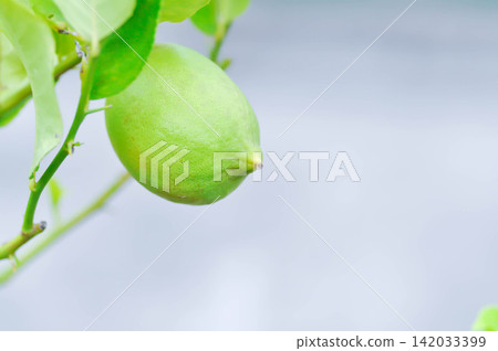 lemon tree or lemon plant or Citrus limon or Citrus x limonum Risso or Citrus x limonia Osbeck or RUTACEAE , lemon fruit lemon tree or lemon plant or Citrus limon or Citrus x limonum Risso or Citrus x limonia Osbeck or RUTACEAE , lemon fruit 142033399