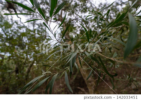 台灣第35座小山峰火岩山登山路線沿途風景。 台灣第35座小山峰火岩山登山路線沿途風景。 142033451