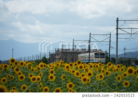 2026年山下農場和向日葵8 2026年山下農場和向日葵8 142033515