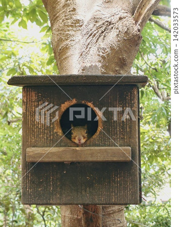 Inokashira Park Squirrel Inokashira Park Squirrel 142033573