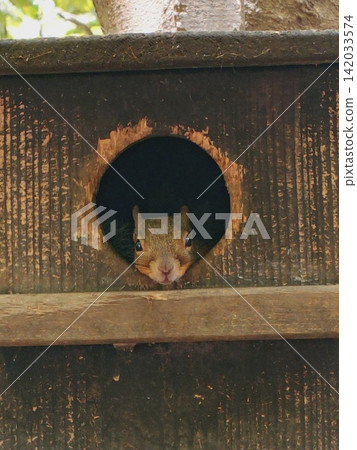 Inokashira Park Squirrel Inokashira Park Squirrel 142033574