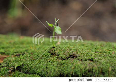 Sprouts growing on moss Sprouts growing on moss 142033578