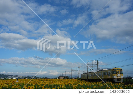 2026年山下農場和向日葵17 2026年山下農場和向日葵17 142033665
