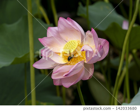 蓮花和木蜂 蓮花和木蜂 142033680
