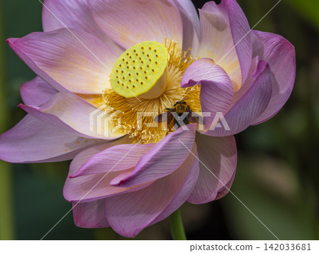 Lotus flower and carpenter bee Lotus flower and carpenter bee 142033681