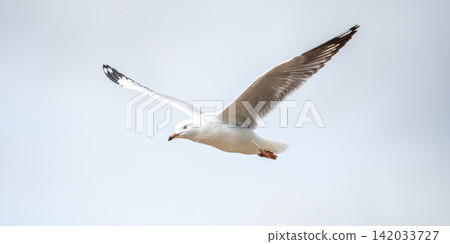 Silver Gull 142033727