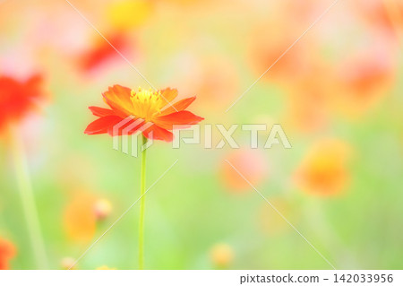 橙色波斯菊,散發著柔和的氣息 橙色波斯菊,散發著柔和的氣息 142033956