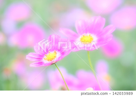 Orange cosmos flowers with a gentle atmosphere Orange cosmos flowers with a gentle atmosphere 142033989