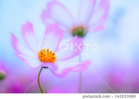Orange cosmos flowers with a gentle atmosphere Orange cosmos flowers with a gentle atmosphere 142033990