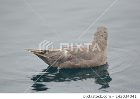 Fulmar Gull (Rausu Port Offshore/Rausu Town, Menashi District, Hokkaido) Fulmar Gull (Rausu Port Offshore/Rausu Town, Menashi District, Hokkaido) 142034041