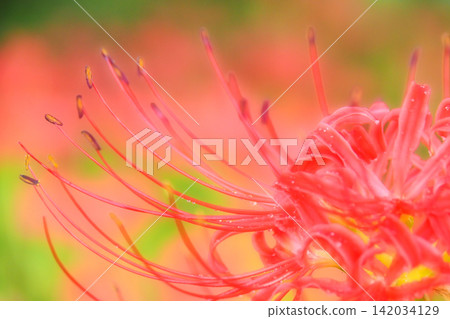 Red spider lilies in full bloom Red spider lilies in full bloom 142034129