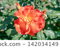 Close-up of orange roses 142034149