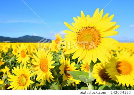 Sunflower, sunflower, sunflower Sunflower, sunflower, sunflower 142034153