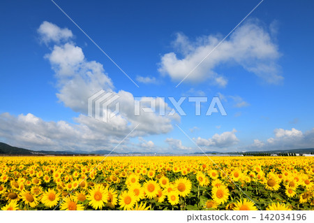 Sunflower, sunflower, sunflower Sunflower, sunflower, sunflower 142034196