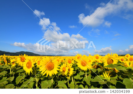 Sunflower, sunflower, sunflower Sunflower, sunflower, sunflower 142034199