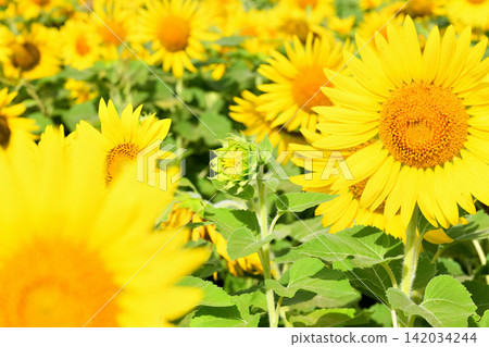 Sunflower, sunflower, sunflower Sunflower, sunflower, sunflower 142034244