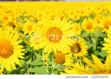 Sunflower, sunflower, sunflower Sunflower, sunflower, sunflower 142034245