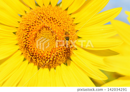 蜜蜂聚集在向日葵上 蜜蜂聚集在向日葵上 142034291