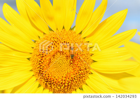 Bees gathering on sunflowers Bees gathering on sunflowers 142034293