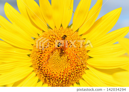Bees gathering on sunflowers Bees gathering on sunflowers 142034294