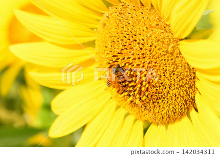 Bees gathering on sunflowers Bees gathering on sunflowers 142034311